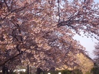 彼岸桜　-1；クリックすると大きな写真になります。