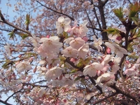 彼岸桜　-2；クリックすると大きな写真になります。