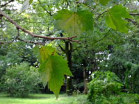 モミジバスズカケノキの葉；クリックすると大きな写真になります。