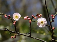 桃色の梅の花；クリックすると大きな写真になります。