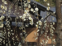 「箱根湯寮」中庭の枝垂れ梅；クリックすると大きな写真になります。
