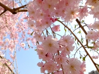 枝垂れ桜；クリックすると大きな写真になります。