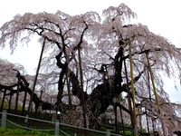 雨の三春滝桜；クリックすると大きな写真になります。