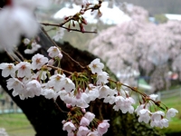 滝桜を俯瞰；クリックすると大きな写真になります。