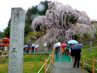 滝桜正面　-1；クリックすると大きな写真になります。