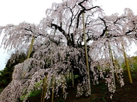 滝桜正面　-3；クリックすると大きな写真になります。