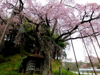 地蔵桜；クリックすると大きな写真になります。
