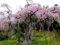 滝桜の娘 地蔵桜；クリックすると大きな写真になります。