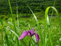湿原に咲くノハナショウブ；クリックすると大きな写真になります。