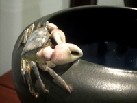 初代宮川香山遺作の花瓶 「琅玕釉蟹付花瓶」 部分；クリックすると大きな写真になります。