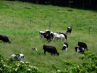 牛の放牧；クリックすると大きな写真になります。