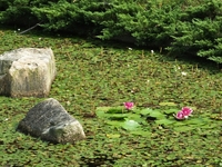 「森とせせらぎゾーン」の池に咲く蓮の花；クリックすると大きな写真になります。