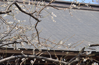 本殿の屋根と梅　住吉神社；クリックすると大きな写真になります