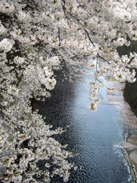 目黒川に架かる橋は、桜の鑑賞ポイント；クリックすると大きな写真になります