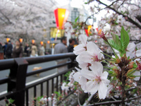 間近に見られる桜の花；クリックすると大きな写真になります