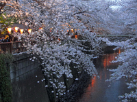 夕暮れの桜；クリックすると大きな写真になります