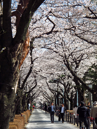 青山霊園の桜；クリックすると大きな写真になります