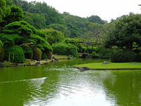 日本庭園；クリックすると大きな写真になります。