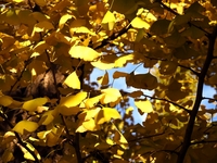 輝く銀杏の葉　-2；クリックすると大きな写真になります。