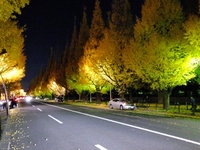 夜の銀杏並木；クリックすると大きな写真になります。