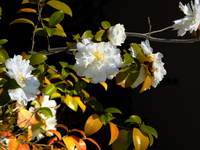 白い山茶花；クリックすると大きな写真になります。