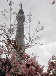 河津桜とスカイツリー；クリックすると大きな写真になります。