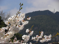 箱根湯本の桜：クリックすると大きな写真になります