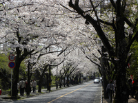 伊豆高原桜並木：クリックすると大きな写真になります