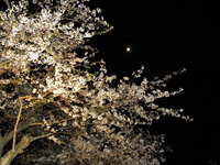 戸田 大川端の夜桜：クリックすると大きな写真になります