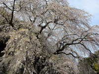 戸田 宝泉寺のしだれ桜：クリックすると大きな写真になります