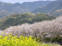 松崎の桜（１）：クリックすると大きな写真になります