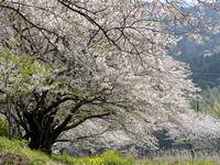 松崎の桜（２）：クリックすると大きな写真になります