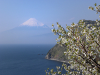 煌きの丘からの富士山：クリックすると大きな写真になります