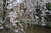 祇園白川 しだれ桜；クリックすると大きな写真になります