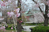 平安神宮 しだれ桜；クリックすると大きな写真になります