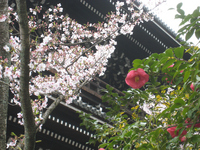 知恩院三門の桜；クリックすると大きな写真になります