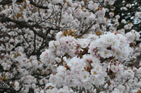 八重桜；クリックすると大きな写真になります