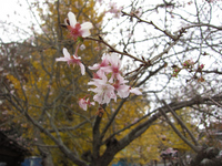 益子の窯元「つかもと」　十月桜；クリックすると大きな写真になります