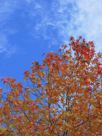 旧青木家那須別邸　カエデの紅葉；クリックすると大きな写真になります