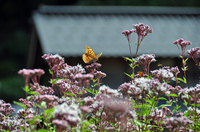 オオウラギンスジヒョウモン フジバカマに集う蝶たち；クリックすると大きな写真になります。