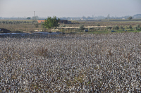 綿畑；クリックすると大きな写真になります