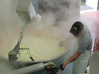 パルミジャーノ・レッジャーノ 発酵過程；クリックすると大きな写真になります