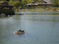 日本庭園　仲良し亀：クリックすると大きな写真になります
