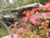 東慶寺 赤く染まる葉；クリックすると大きな写真になります