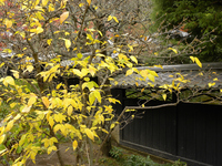 東慶寺 黄色く色づく葉；クリックすると大きな写真になります