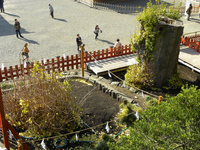 鶴岡八幡宮　移植されたおお銀杏の幹；クリックすると大きな写真になります
