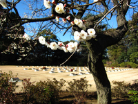 英連邦戦死者墓地の梅の木；クリックすると大きな写真になります