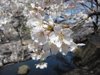 篠原池　満開の桜；クリックすると大きな写真になります
