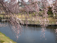 篠原池　しだれ桜；クリックすると大きな写真になります