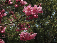 岸根公園　紅色の桜；クリックすると大きな写真になります